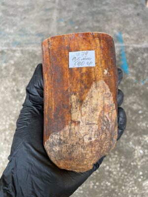 Walrus Tusk Block for Scrimshaw