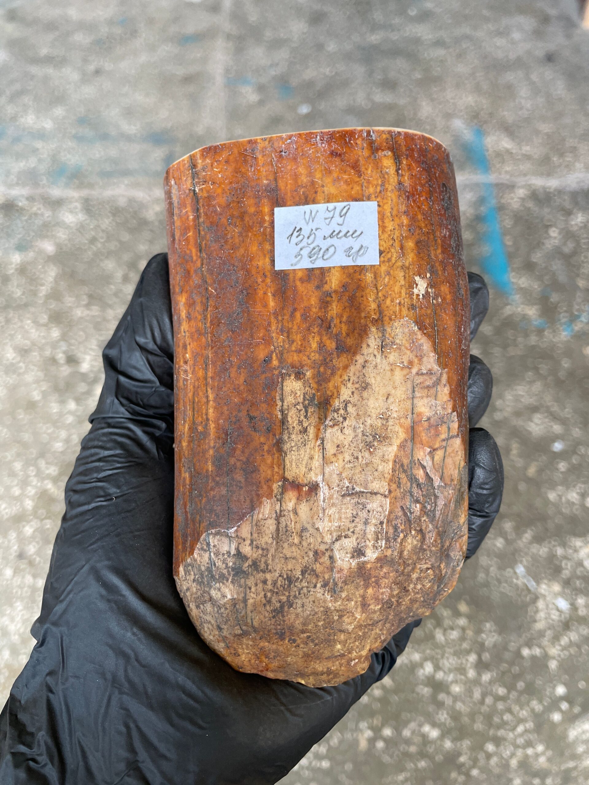 5870203100 Walrus Tusk Block for Scrimshaw